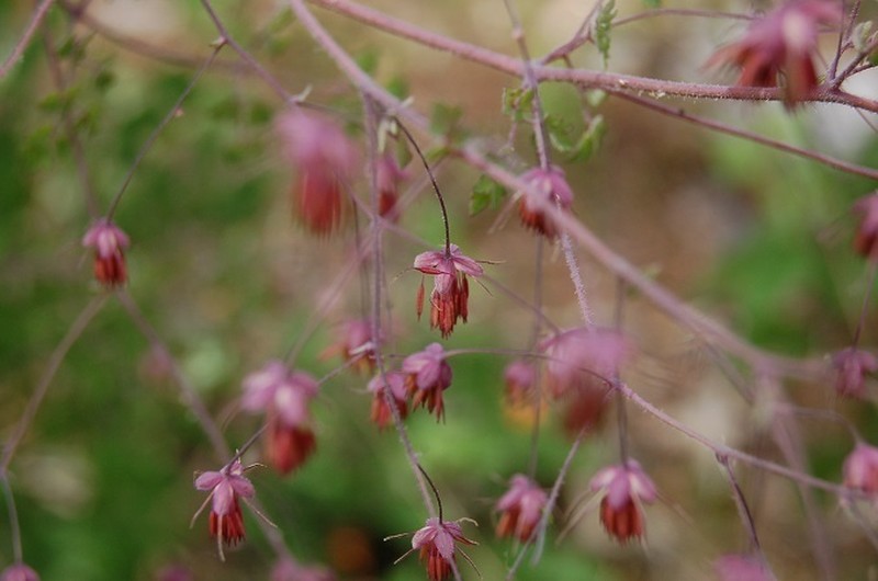 Thalictrum guatemalense photo 2