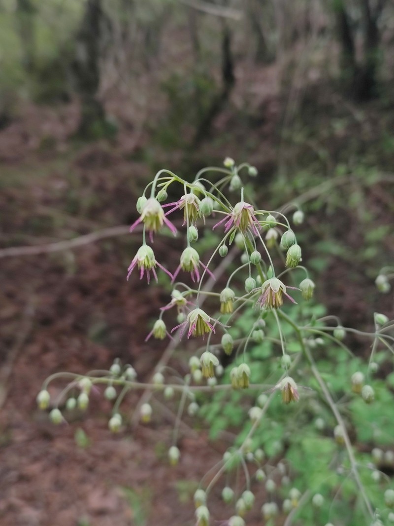 Thalictrum guatemalense photo 3