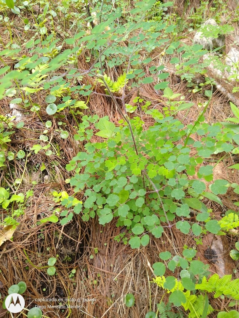 Thalictrum guatemalense photo 4