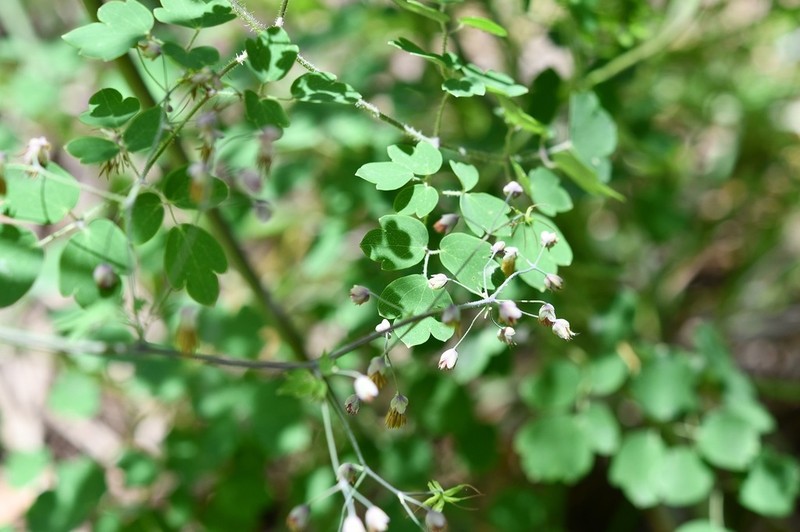 Thalictrum guatemalense photo 5