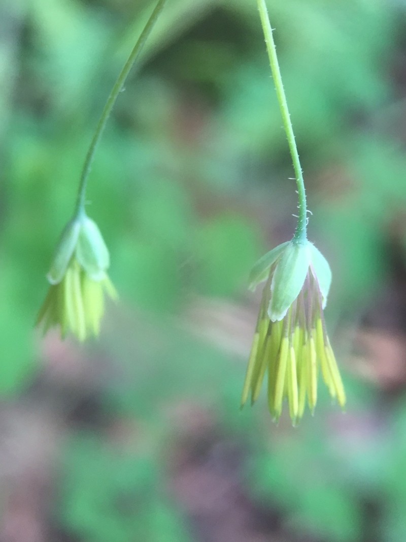 Thalictrum guatemalense photo 6