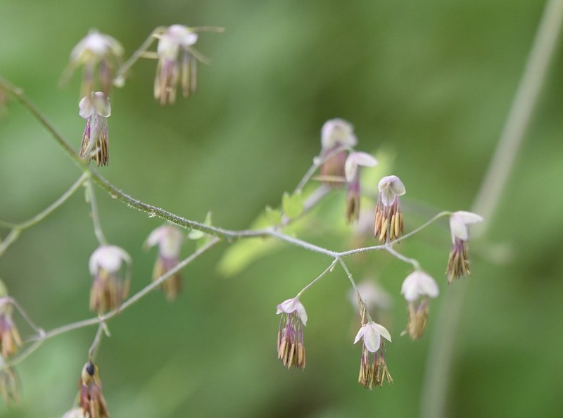 Thalictrum guatemalense photo 7