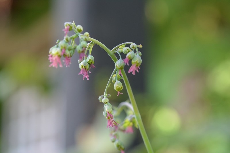 Thalictrum guatemalense photo 8
