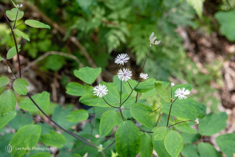 Thalictrum hamatum