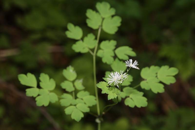 Thalictrum hamatum photo 2