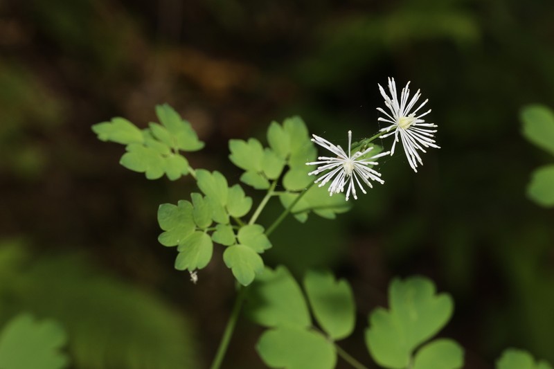Thalictrum hamatum photo 3