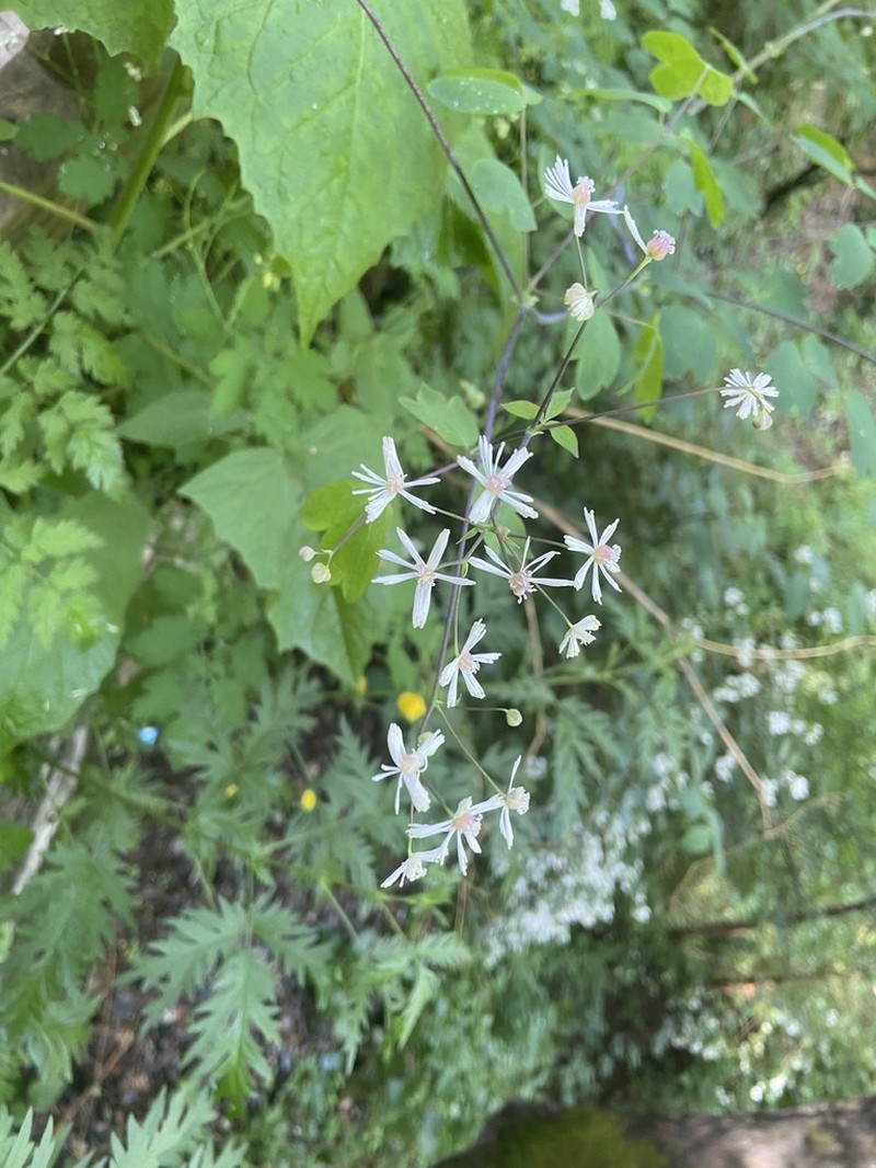 Thalictrum hamatum photo 5