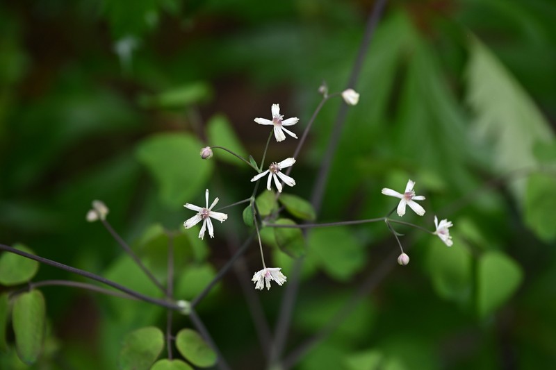 Thalictrum hamatum photo 6