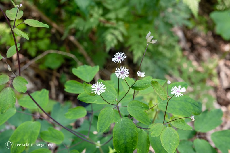 Thalictrum hamatum photo 7