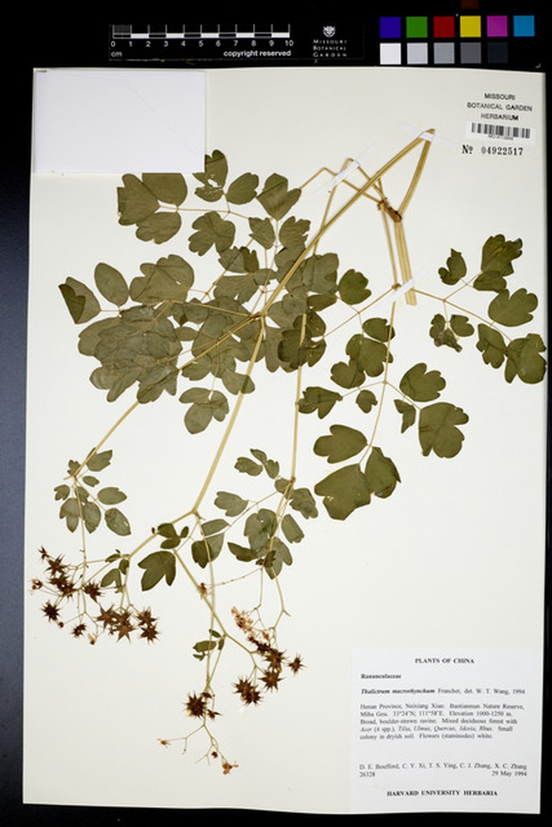 Thalictrum hamatum photo 8