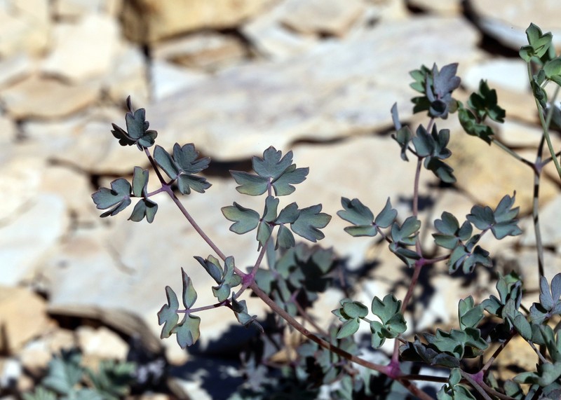 Cathedral Bluff Meadow-Rue