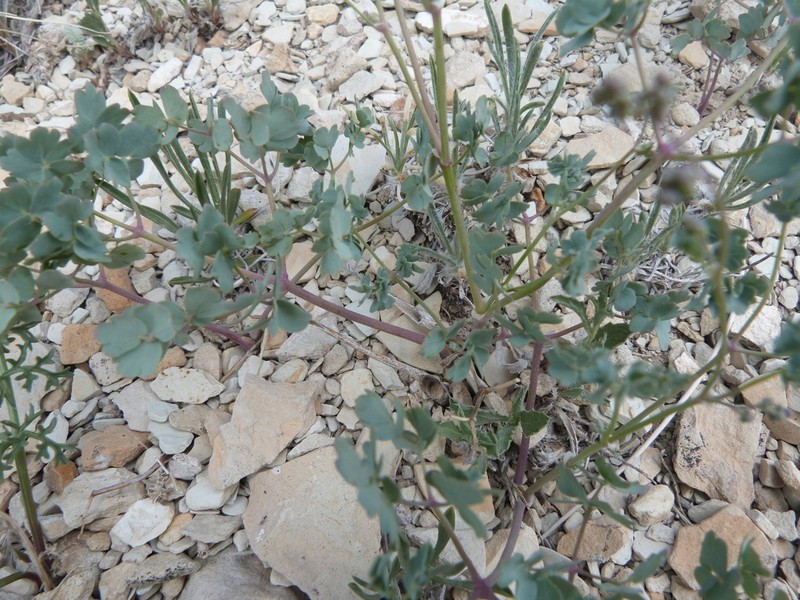 Cathedral Bluff Meadow-Rue photo 4
