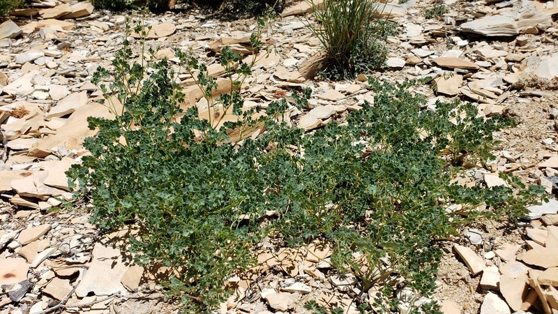 Cathedral Bluff Meadow-Rue photo 5