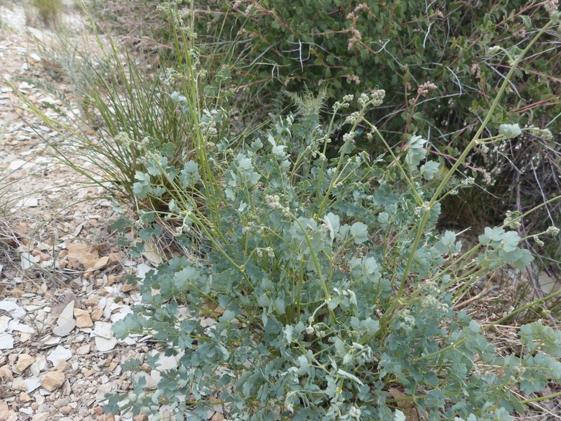 Cathedral Bluff Meadow-Rue photo 6