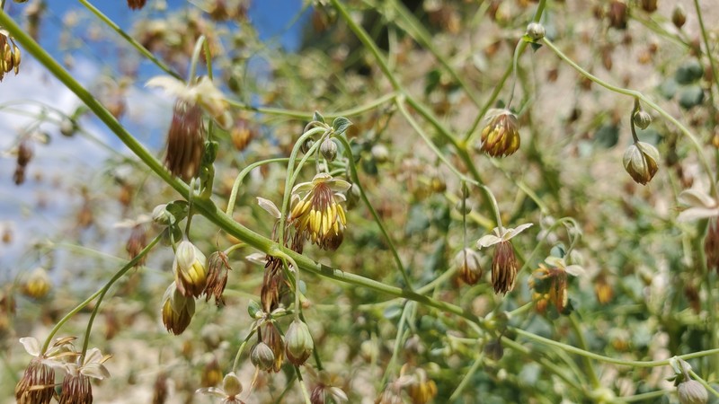 Cathedral Bluff Meadow-Rue photo 7