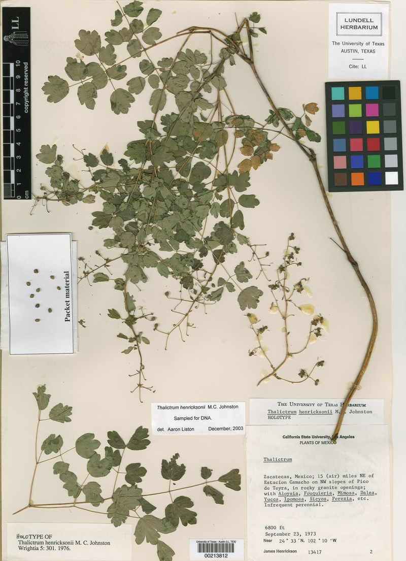 Thalictrum henricksonii