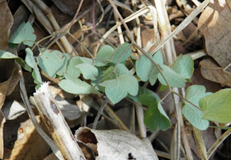 Thalictrum hernandezii