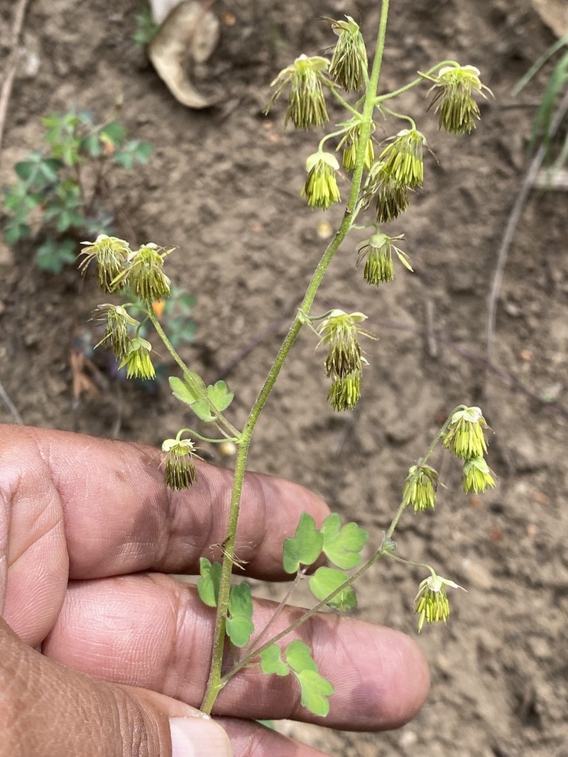 Thalictrum hernandezii photo 2
