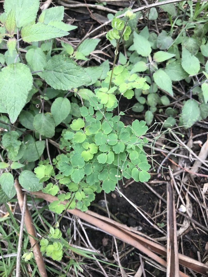 Thalictrum hernandezii photo 3