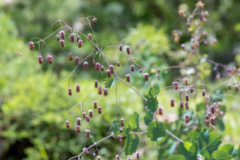Thalictrum hernandezii photo 4