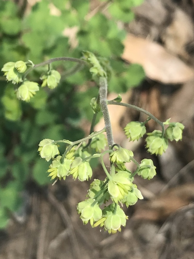 Thalictrum hernandezii photo 5