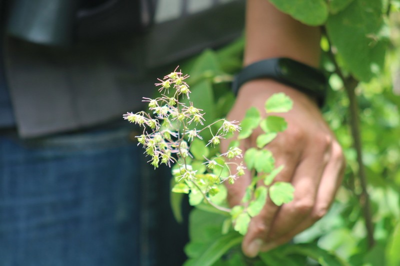 Thalictrum hernandezii photo 6