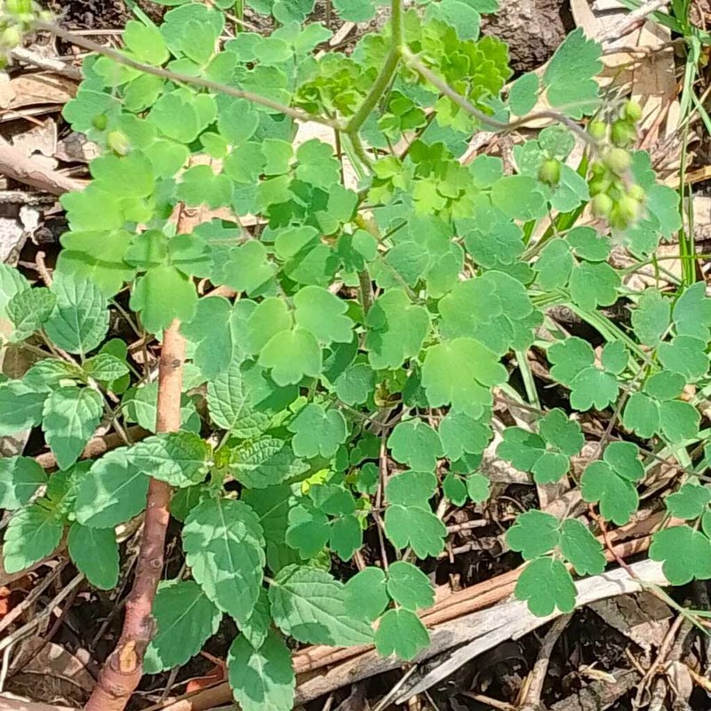 Thalictrum hernandezii photo 7