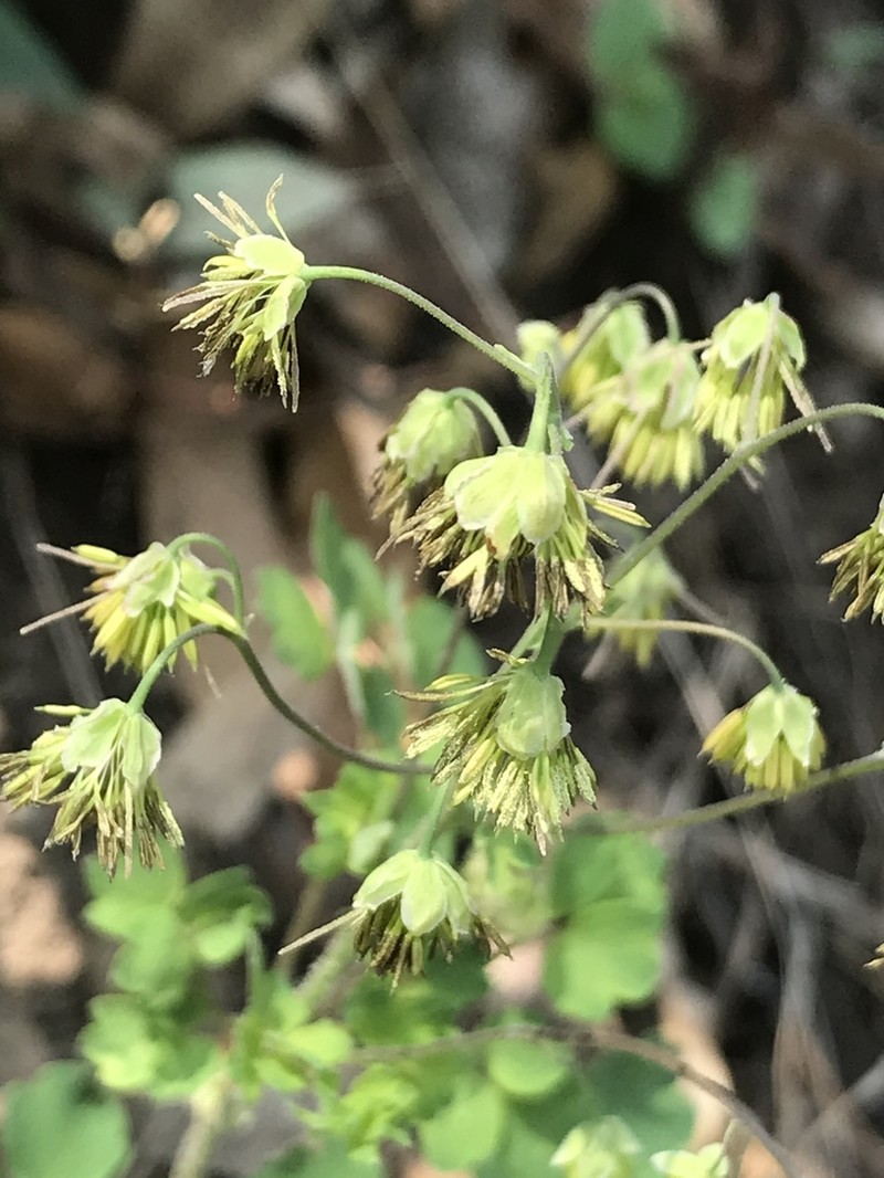 Thalictrum hernandezii photo 8