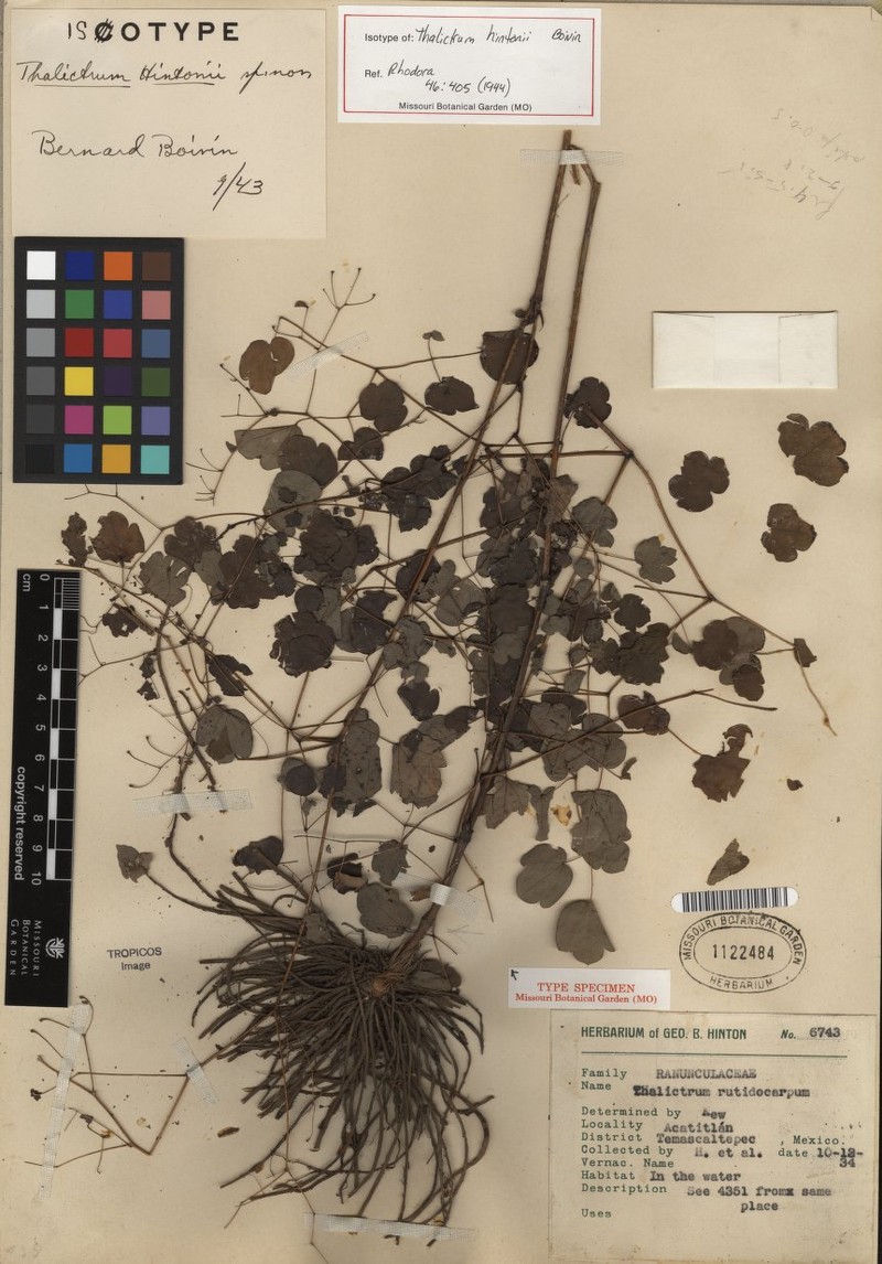 Thalictrum hintonii