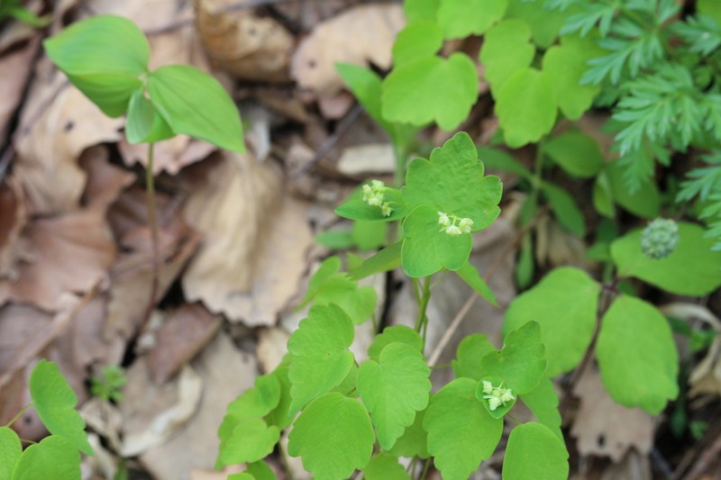 Thalictrum ichangense photo 2