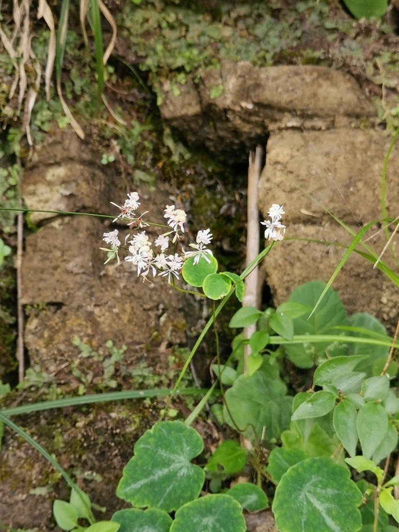 Thalictrum ichangense photo 3