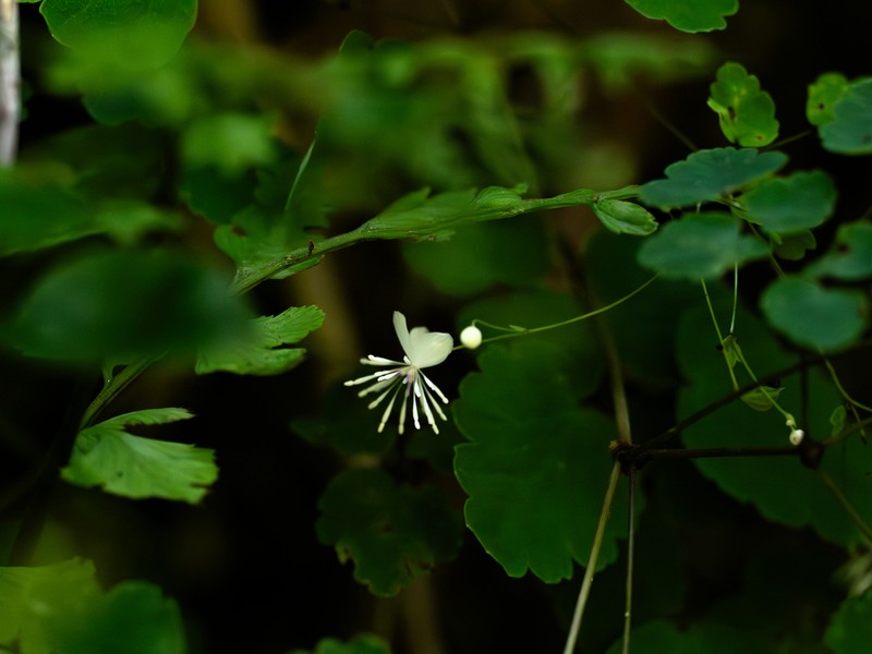 Thalictrum ichangense photo 4