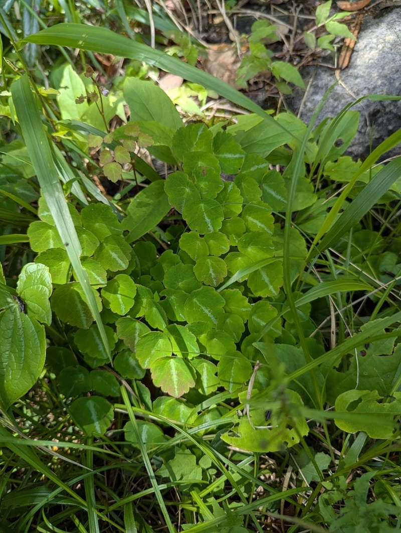 Thalictrum ichangense photo 5