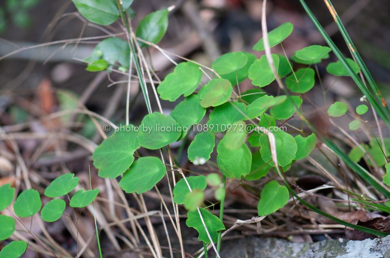 Thalictrum ichangense photo 6