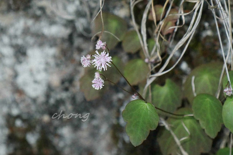 Thalictrum ichangense photo 7