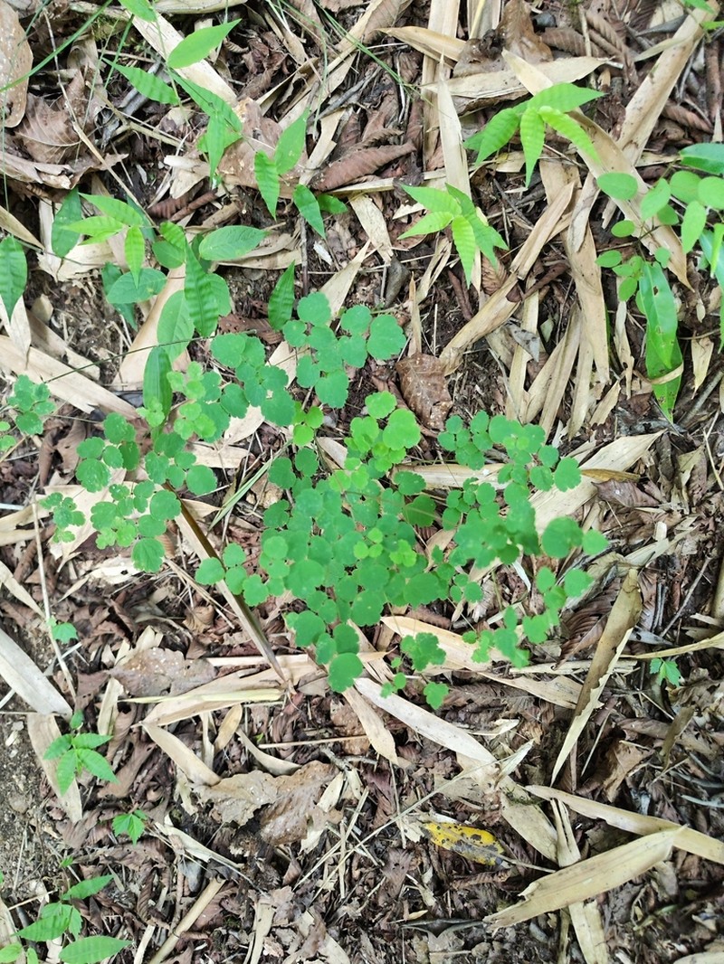 Thalictrum ichangense photo 8