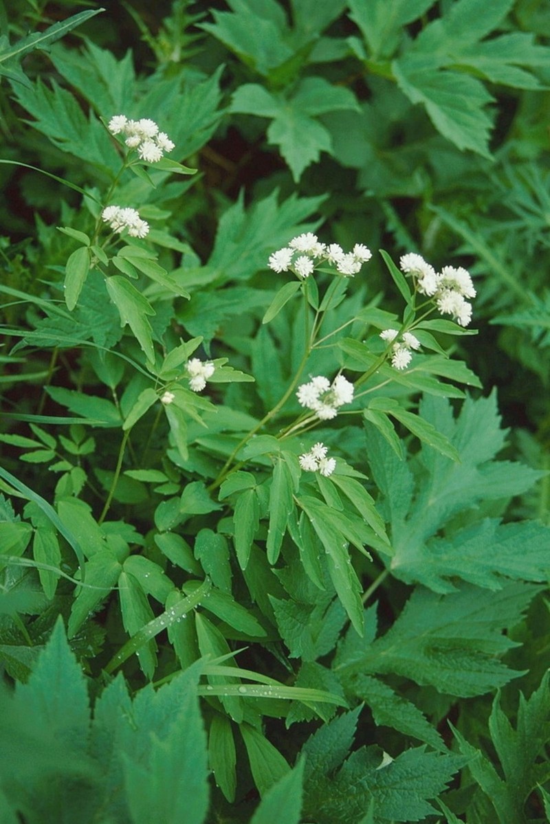 Thalictrum integrilobum