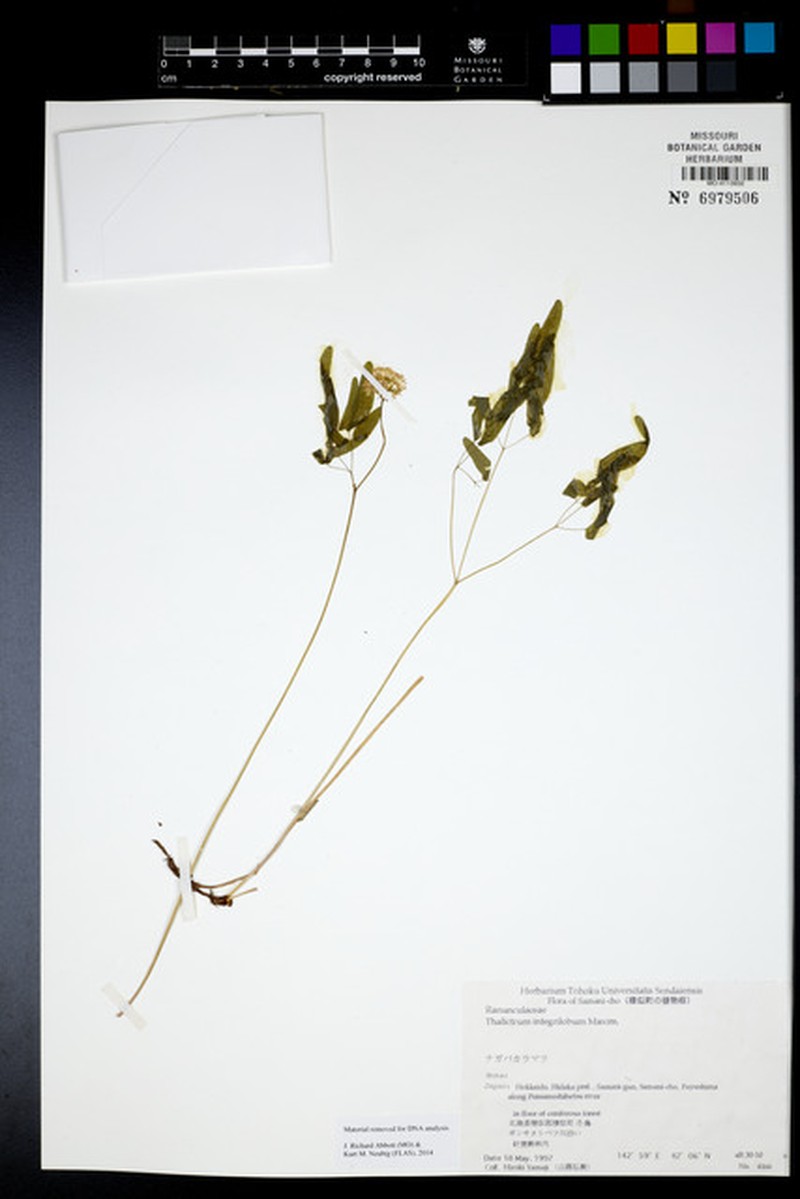 Thalictrum integrilobum photo 2