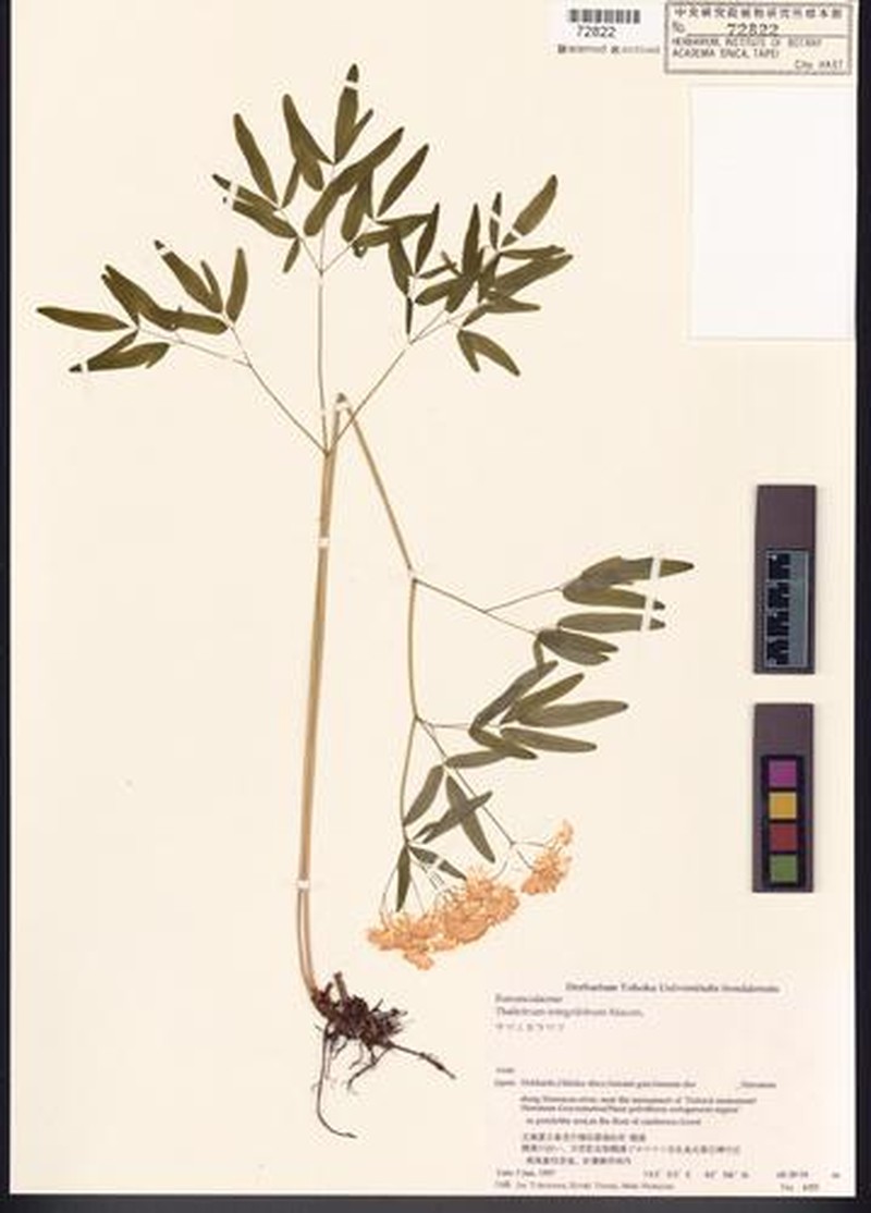 Thalictrum integrilobum photo 3
