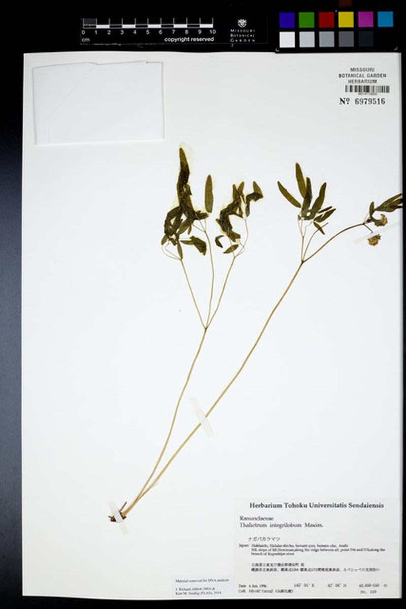 Thalictrum integrilobum photo 5