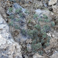 Thalictrum isopyroides