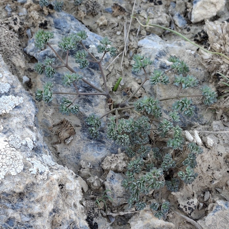 Thalictrum isopyroides