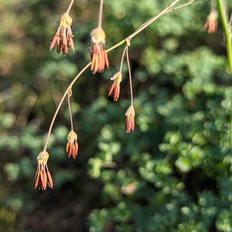 Thalictrum isopyroides photo 2