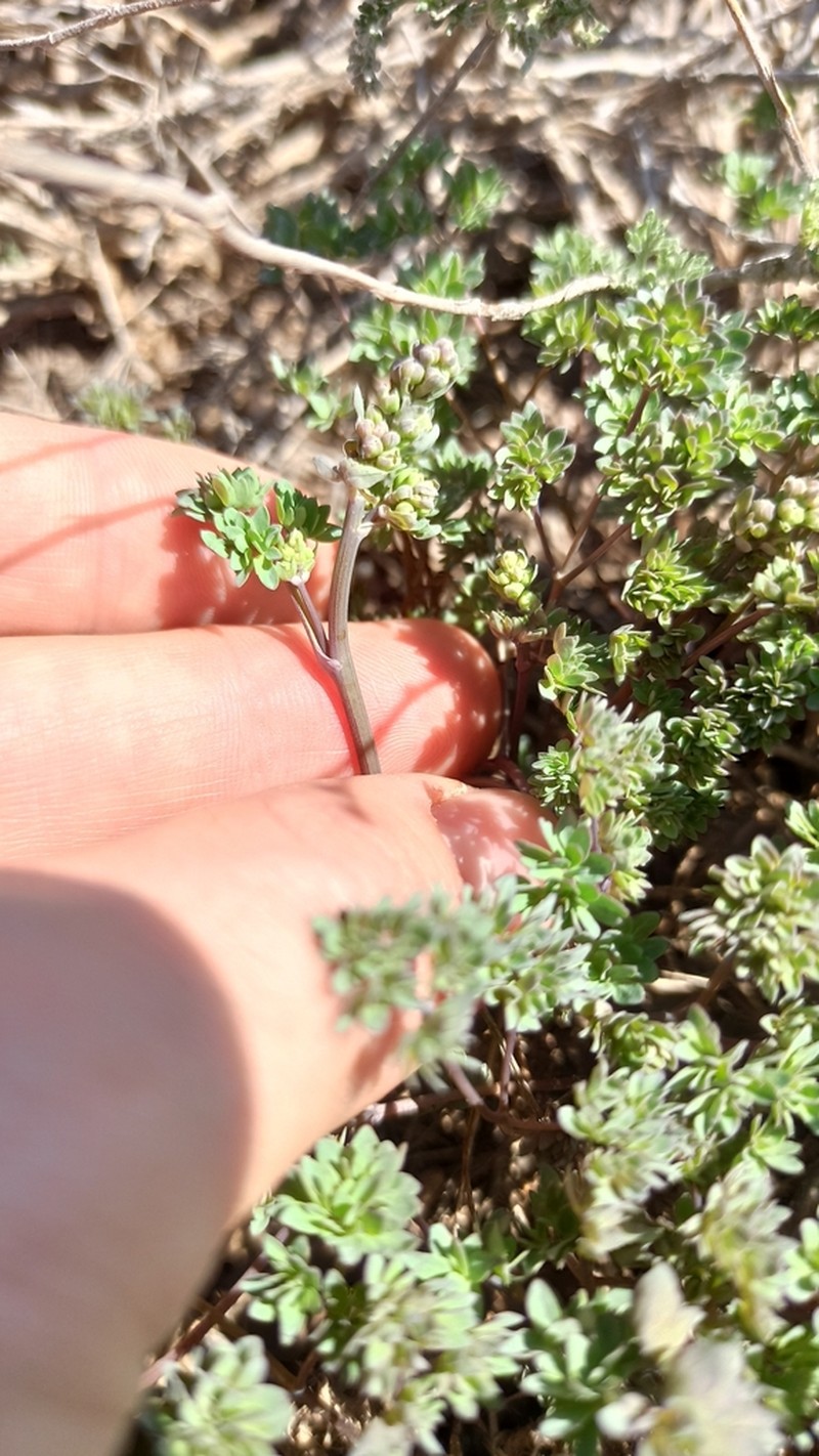 Thalictrum isopyroides photo 3
