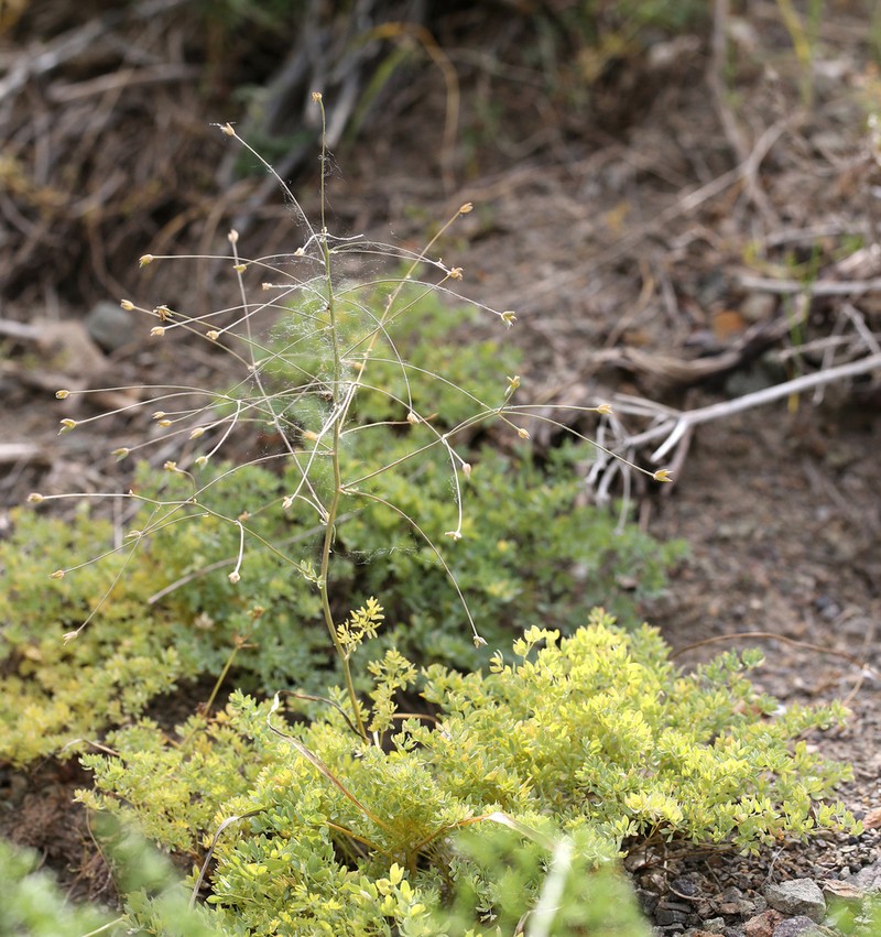 Thalictrum isopyroides photo 4