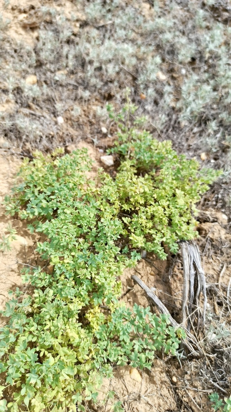 Thalictrum isopyroides photo 5