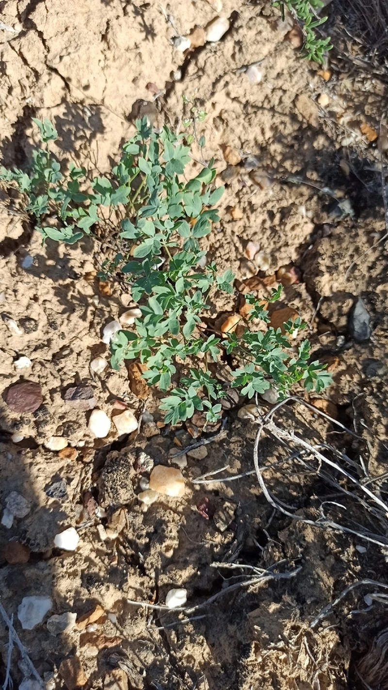 Thalictrum isopyroides photo 8