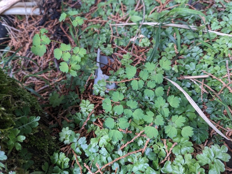Thalictrum javanicum