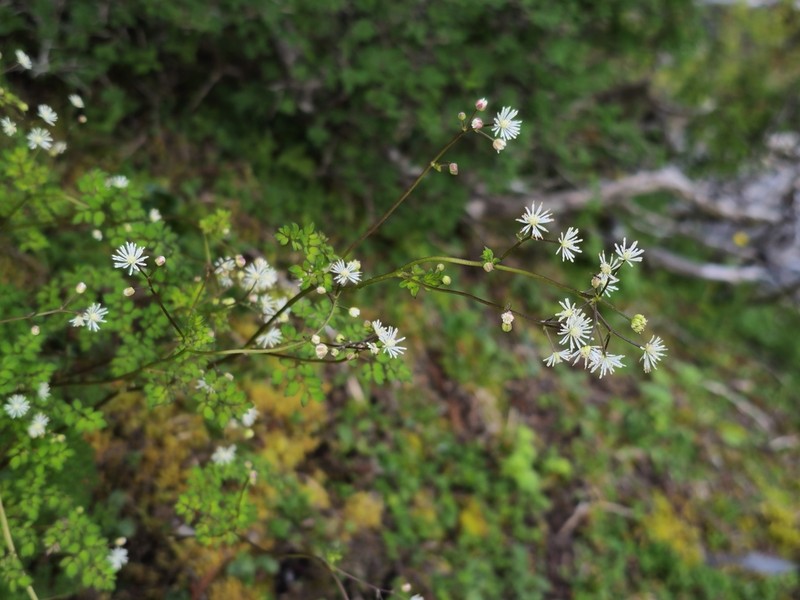 Thalictrum javanicum photo 2