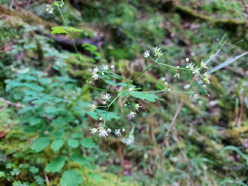 Thalictrum javanicum photo 3